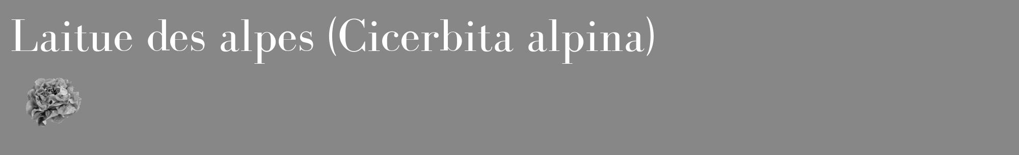 Étiquette de : Cicerbita alpina - format c - style blanche12_basique_basiquebod avec comestibilité simplifiée