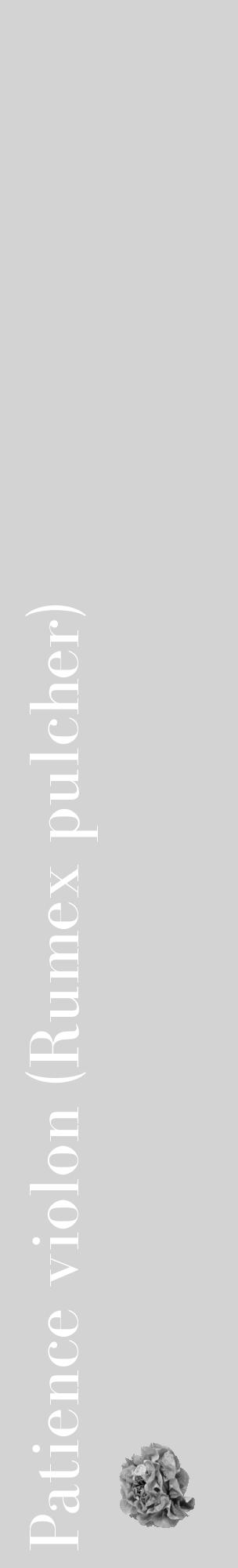 Étiquette de : Rumex pulcher - format c - style blanche56_basique_basiquebod avec comestibilité simplifiée - position verticale