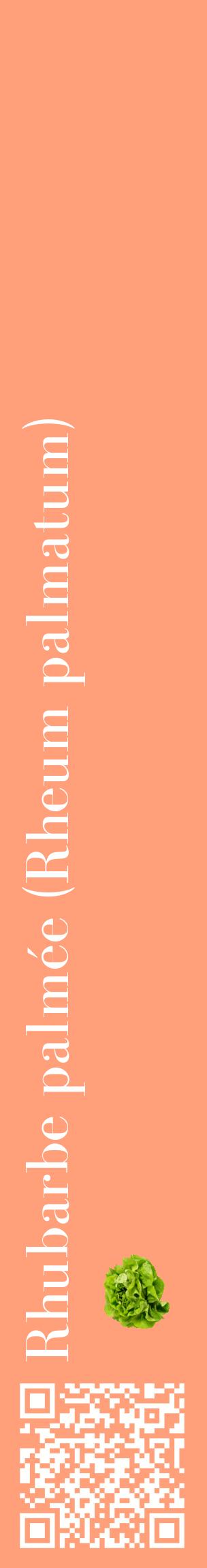 Étiquette de : Rheum palmatum - format c - style blanche39_basiquebod avec qrcode et comestibilité simplifiée
