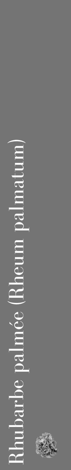 Étiquette de : Rheum palmatum - format c - style blanche26_basique_basiquebod avec comestibilité simplifiée - position verticale