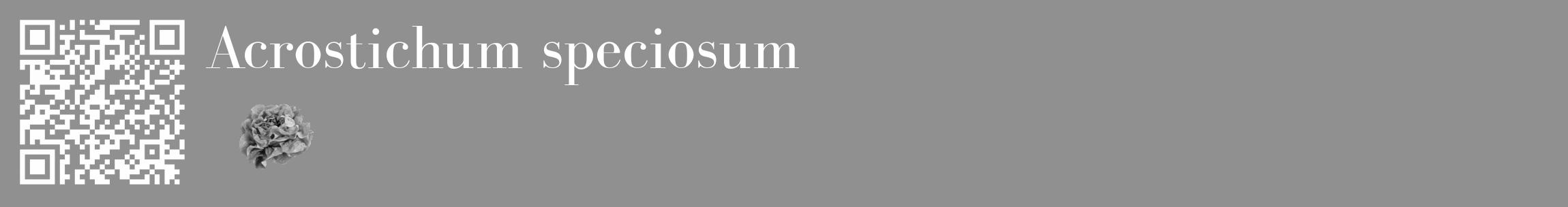 Étiquette de : Acrostichum speciosum - format c - style blanche4_basique_basiquebod avec qrcode et comestibilité simplifiée