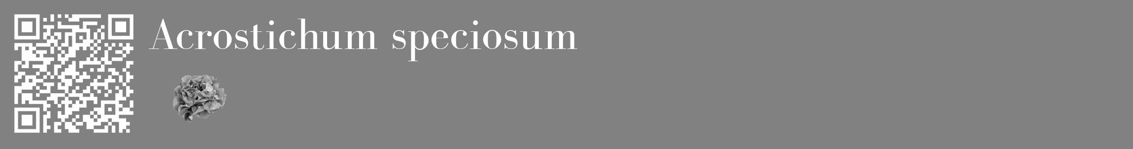 Étiquette de : Acrostichum speciosum - format c - style blanche50_basique_basiquebod avec qrcode et comestibilité simplifiée