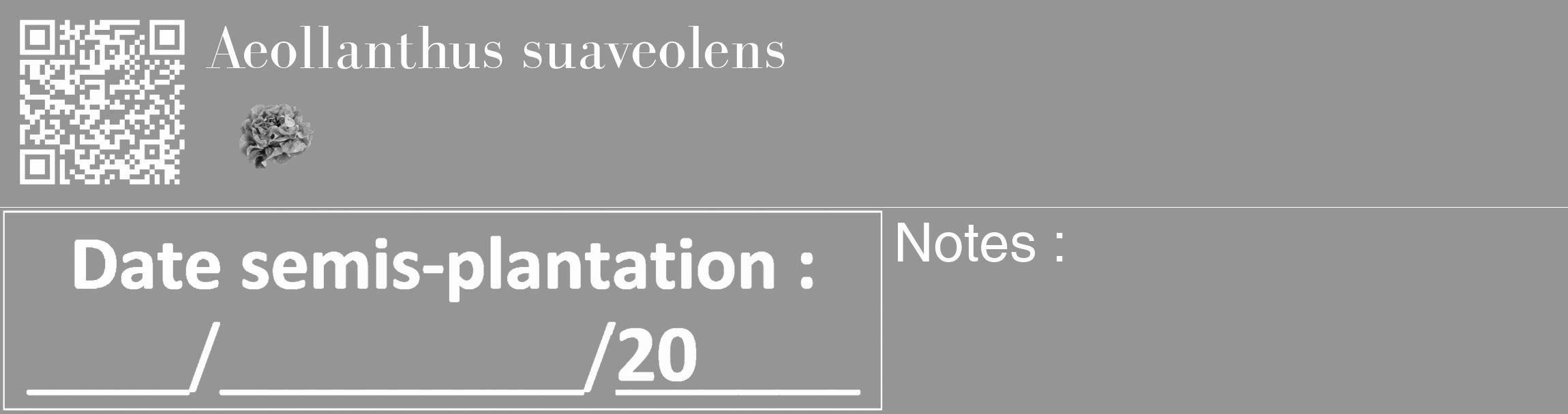Étiquette de : Aeollanthus suaveolens - format c - style blanche16_basique_basiquebod avec qrcode et comestibilité simplifiée
