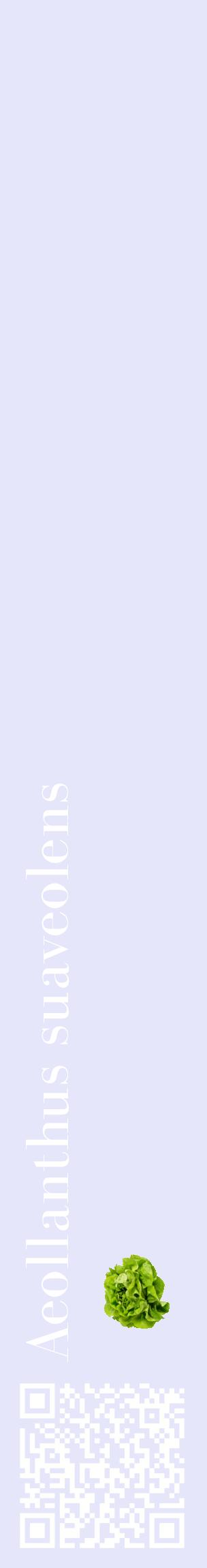 Étiquette de : Aeollanthus suaveolens - format c - style blanche55_basiquebod avec qrcode et comestibilité simplifiée