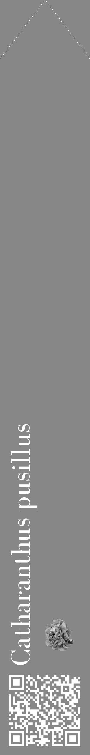 Étiquette de : Catharanthus pusillus - format c - style blanche12_simple_simplebod avec qrcode et comestibilité simplifiée - position verticale