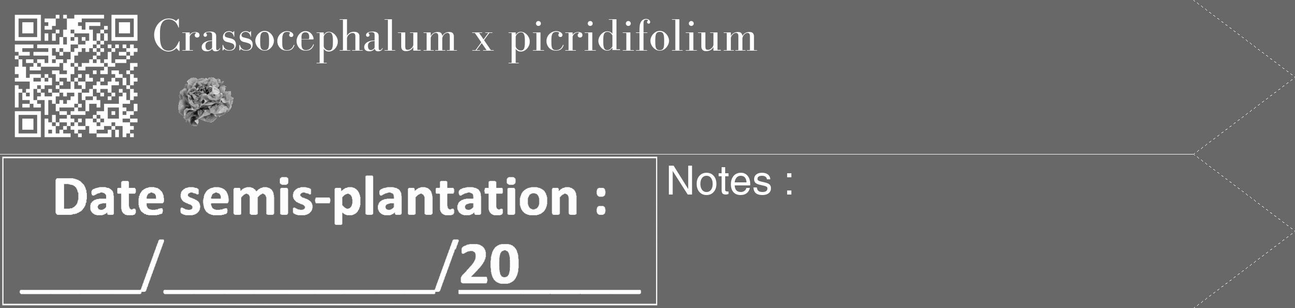 Étiquette de : Crassocephalum x picridifolium - format c - style blanche43_simple_simplebod avec qrcode et comestibilité simplifiée