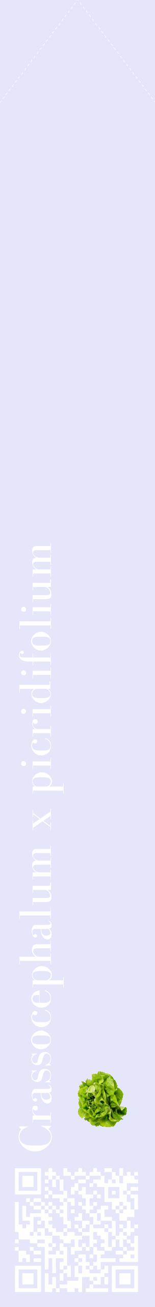 Étiquette de : Crassocephalum x picridifolium - format c - style blanche55_simplebod avec qrcode et comestibilité simplifiée