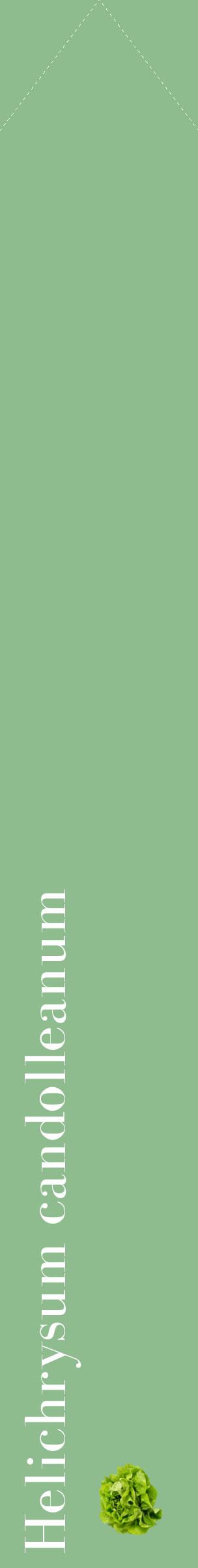 Étiquette de : Helichrysum candolleanum - format c - style blanche13_simplebod avec comestibilité simplifiée