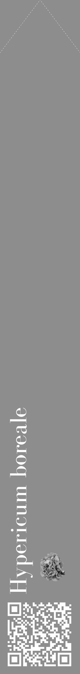 Étiquette de : Hypericum boreale - format c - style blanche2_simple_simplebod avec qrcode et comestibilité simplifiée - position verticale