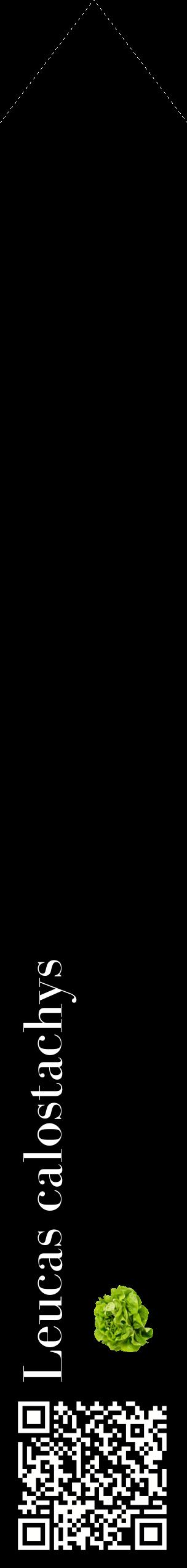 Étiquette de : Leucas calostachys - format c - style blanche59_simplebod avec qrcode et comestibilité simplifiée