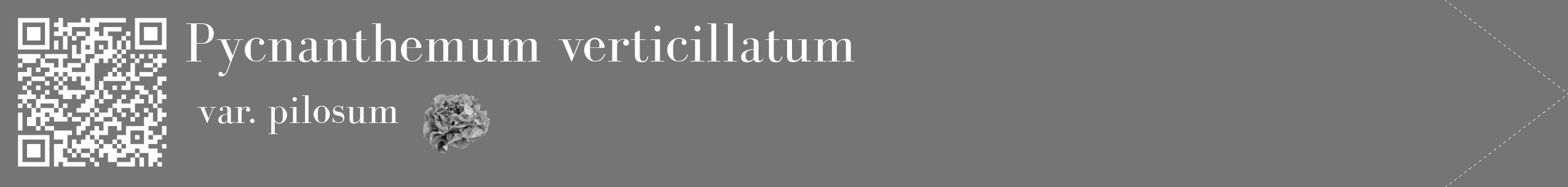 Étiquette de : Pycnanthemum verticillatum var. pilosum - format c - style blanche5_simple_simplebod avec qrcode et comestibilité simplifiée