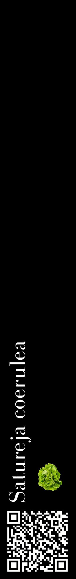 Étiquette de : Satureja coerulea - format c - style blanche59_basiquebod avec qrcode et comestibilité simplifiée
