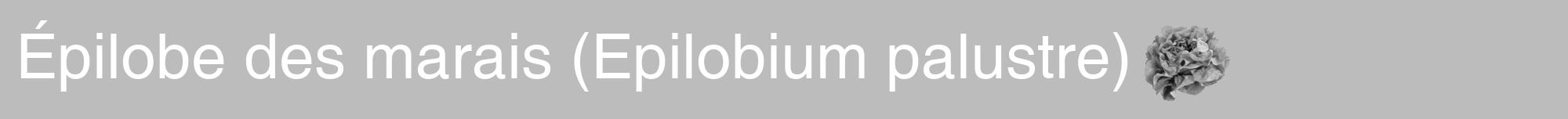 Étiquette de : Epilobium palustre - format a - style blanche1hel avec comestibilité simplifiée
