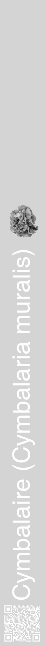 Étiquette de : Cymbalaria muralis - format a - style blanche40hel avec qrcode et comestibilité simplifiée - position verticale