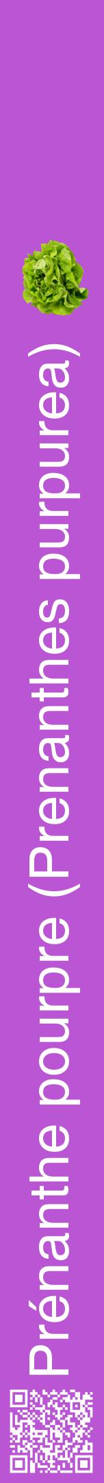 Étiquette de : Prenanthes purpurea - format a - style blanche50hel avec qrcode et comestibilité simplifiée
