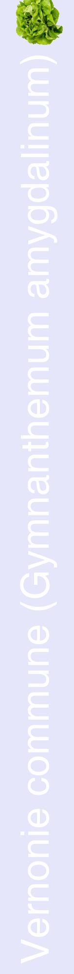 Étiquette de : Gymnanthemum amygdalinum - format a - style blanche55hel avec comestibilité simplifiée