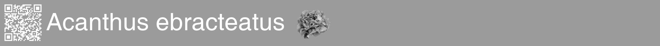Étiquette de : Acanthus ebracteatus - format a - style blanche52hel avec qrcode et comestibilité simplifiée