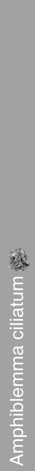 Étiquette de : Amphiblemma ciliatum - format a - style blanche38basiquehel avec comestibilité simplifiée - position verticale