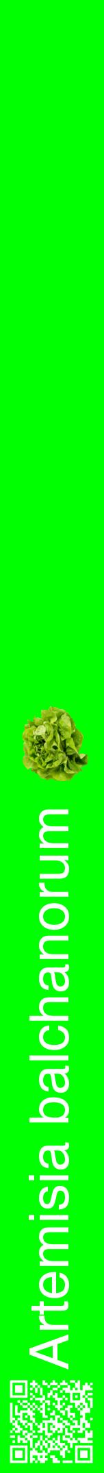 Étiquette de : Artemisia balchanorum - format a - style blanche16hel avec qrcode et comestibilité simplifiée