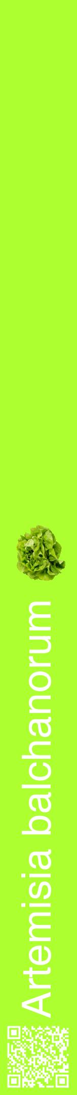 Étiquette de : Artemisia balchanorum - format a - style blanche17hel avec qrcode et comestibilité simplifiée