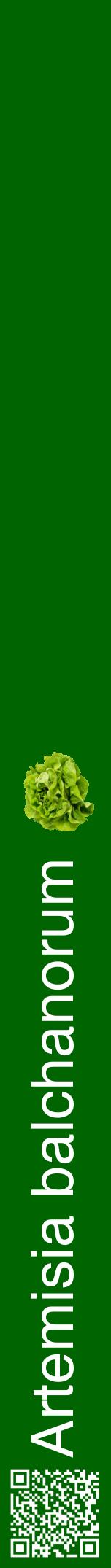 Étiquette de : Artemisia balchanorum - format a - style blanche8hel avec qrcode et comestibilité simplifiée