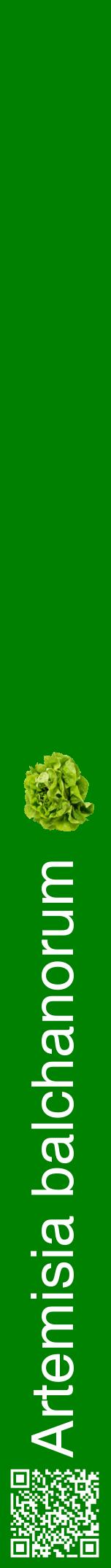 Étiquette de : Artemisia balchanorum - format a - style blanche9hel avec qrcode et comestibilité simplifiée