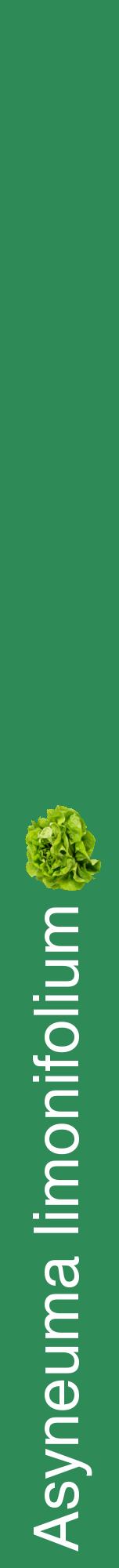 Étiquette de : Asyneuma limonifolium - format a - style blanche11hel avec comestibilité simplifiée