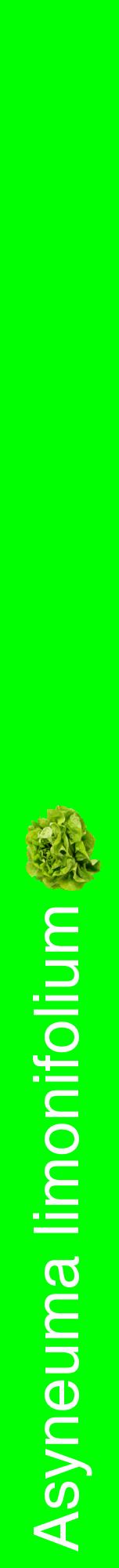 Étiquette de : Asyneuma limonifolium - format a - style blanche16hel avec comestibilité simplifiée