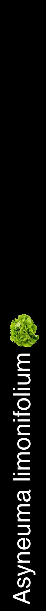 Étiquette de : Asyneuma limonifolium - format a - style blanche59hel avec comestibilité simplifiée