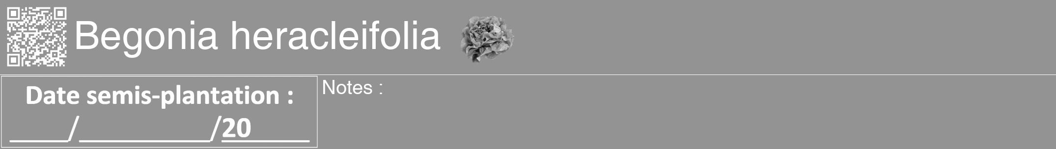 Étiquette de : Begonia heracleifolia - format a - style blanche44hel avec qrcode et comestibilité simplifiée