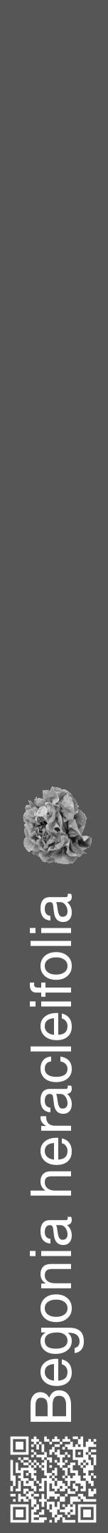 Étiquette de : Begonia heracleifolia - format a - style blanche45hel avec qrcode et comestibilité simplifiée - position verticale