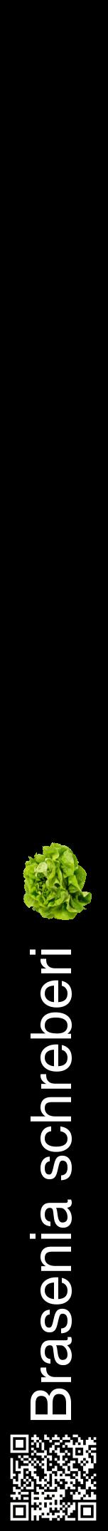 Étiquette de : Brasenia schreberi - format a - style blanche59hel avec qrcode et comestibilité simplifiée