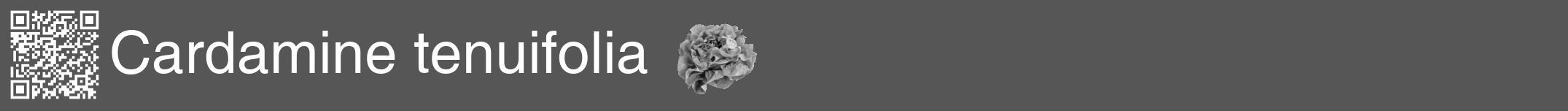 Étiquette de : Cardamine tenuifolia - format a - style blanche45hel avec qrcode et comestibilité simplifiée