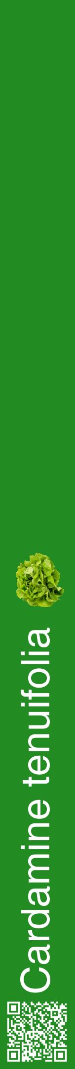 Étiquette de : Cardamine tenuifolia - format a - style blanche10hel avec qrcode et comestibilité simplifiée