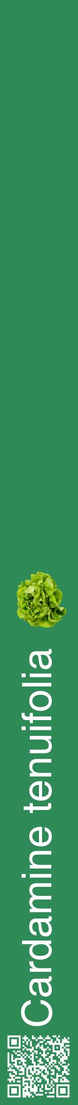 Étiquette de : Cardamine tenuifolia - format a - style blanche11hel avec qrcode et comestibilité simplifiée