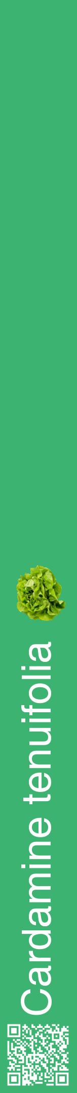Étiquette de : Cardamine tenuifolia - format a - style blanche12hel avec qrcode et comestibilité simplifiée
