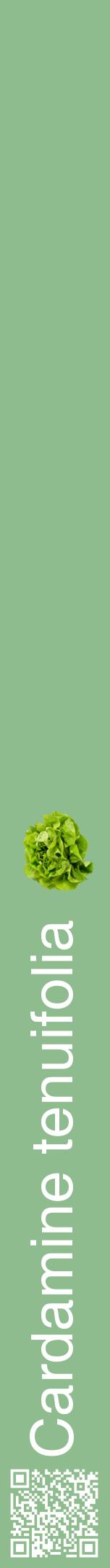 Étiquette de : Cardamine tenuifolia - format a - style blanche13hel avec qrcode et comestibilité simplifiée