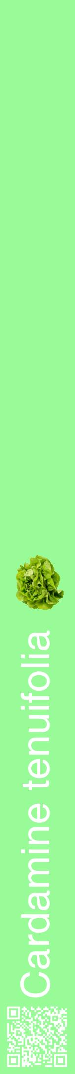 Étiquette de : Cardamine tenuifolia - format a - style blanche14hel avec qrcode et comestibilité simplifiée