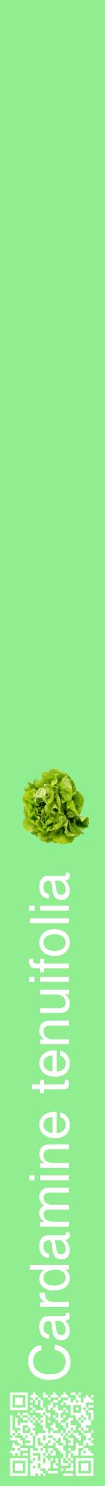 Étiquette de : Cardamine tenuifolia - format a - style blanche15hel avec qrcode et comestibilité simplifiée