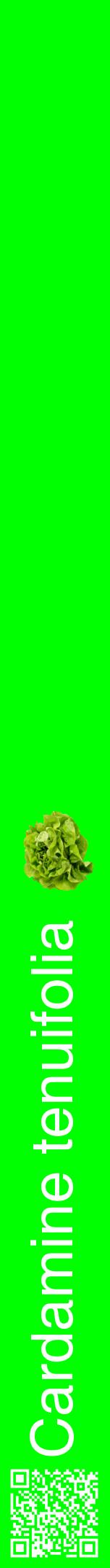 Étiquette de : Cardamine tenuifolia - format a - style blanche16hel avec qrcode et comestibilité simplifiée