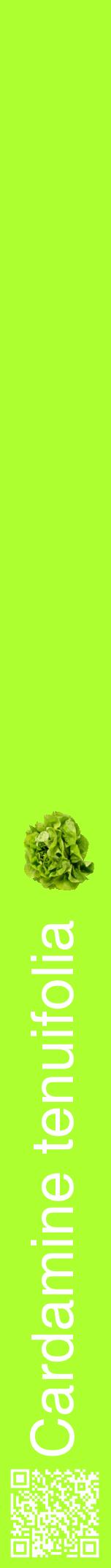 Étiquette de : Cardamine tenuifolia - format a - style blanche17hel avec qrcode et comestibilité simplifiée