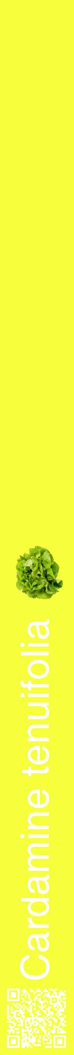 Étiquette de : Cardamine tenuifolia - format a - style blanche18hel avec qrcode et comestibilité simplifiée
