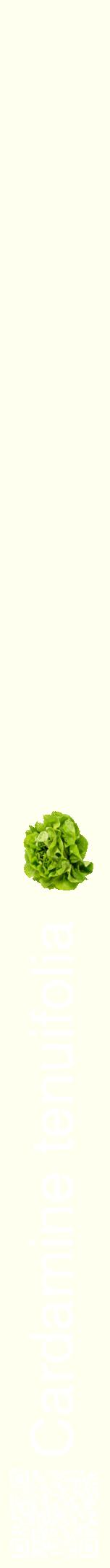 Étiquette de : Cardamine tenuifolia - format a - style blanche19hel avec qrcode et comestibilité simplifiée