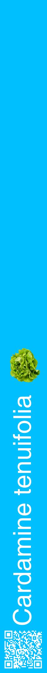 Étiquette de : Cardamine tenuifolia - format a - style blanche2hel avec qrcode et comestibilité simplifiée