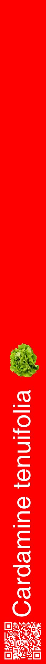 Étiquette de : Cardamine tenuifolia - format a - style blanche27hel avec qrcode et comestibilité simplifiée