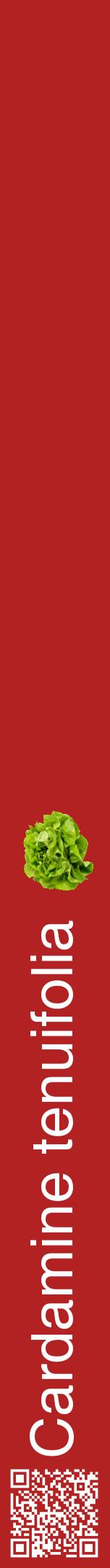 Étiquette de : Cardamine tenuifolia - format a - style blanche28hel avec qrcode et comestibilité simplifiée