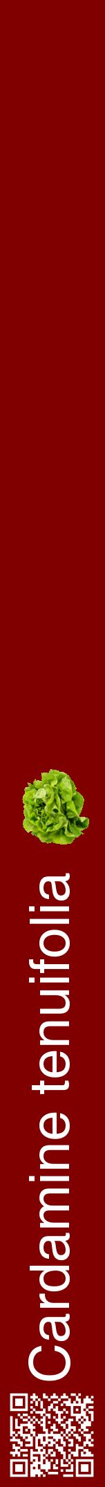 Étiquette de : Cardamine tenuifolia - format a - style blanche29hel avec qrcode et comestibilité simplifiée