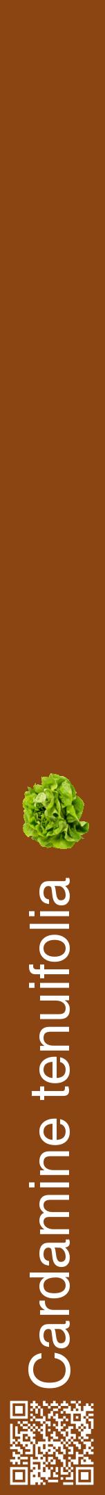 Étiquette de : Cardamine tenuifolia - format a - style blanche30hel avec qrcode et comestibilité simplifiée