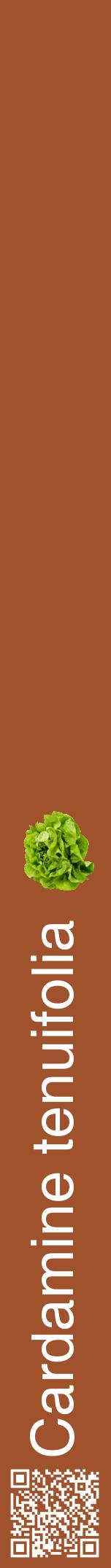 Étiquette de : Cardamine tenuifolia - format a - style blanche32hel avec qrcode et comestibilité simplifiée