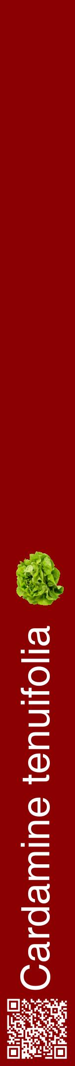 Étiquette de : Cardamine tenuifolia - format a - style blanche34hel avec qrcode et comestibilité simplifiée